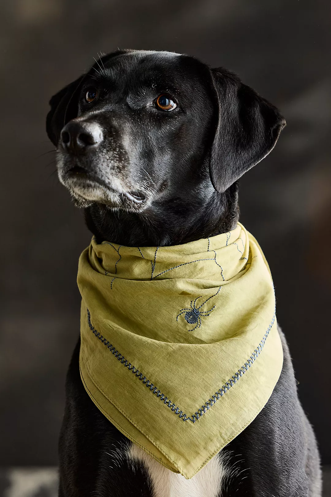Embroidered Spider Bandana
