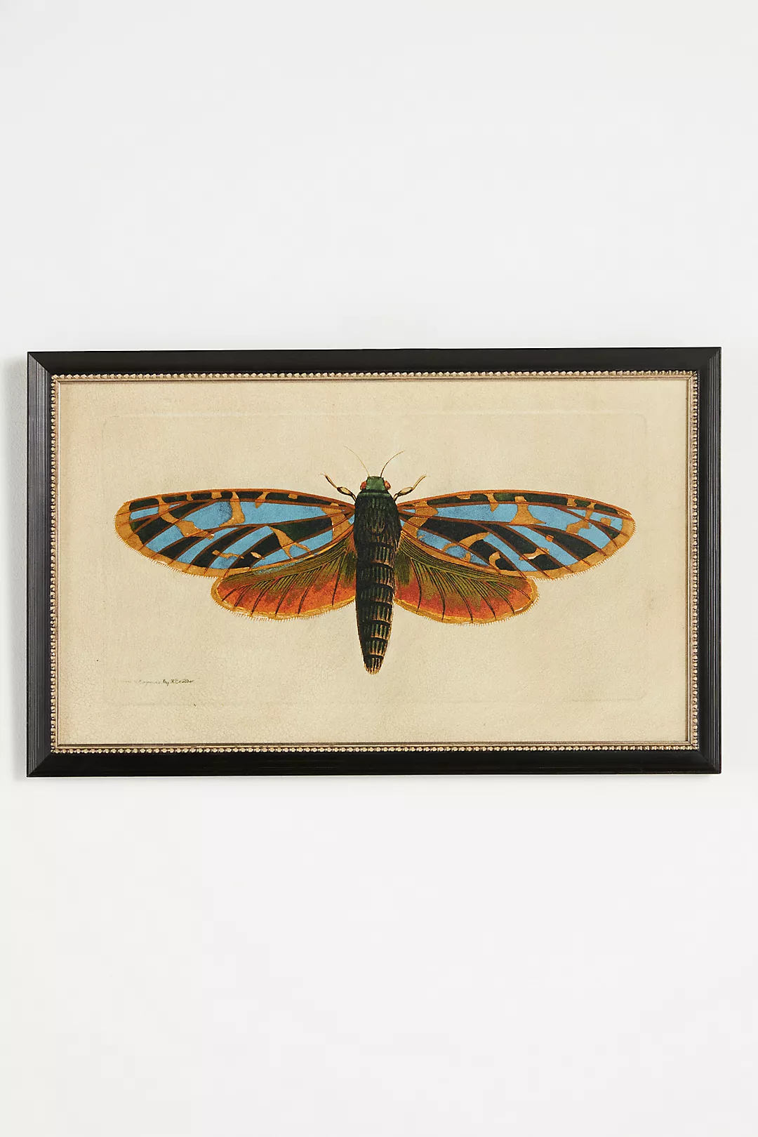 Crackled Moth Wall Art